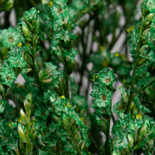 Green Tinted Limonium Green flowers - fresh-cut flowers by Bloomingmore - ideal for weddings and floral events