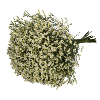 Piña Colada Limonium Yellow flowers - fresh-cut flowers by Bloomingmore - ideal for weddings and floral events