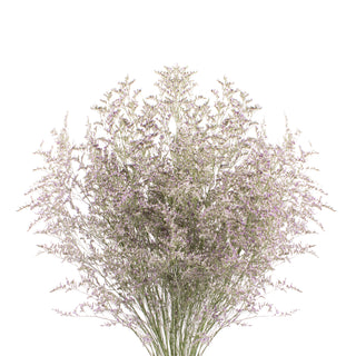 Limonium - 15 Bunches Purple flowers - fresh-cut flowers by Bloomingmore - ideal for weddings and floral events