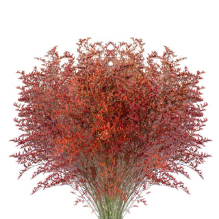 Orange Tinted Limonium - 15 Bunches Orange flowers - fresh-cut flowers by Bloomingmore - ideal for weddings and floral events