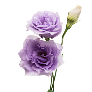 Lavender Lisianthus Lavender flowers - fresh-cut flowers by Bloomingmore - ideal for weddings and floral events