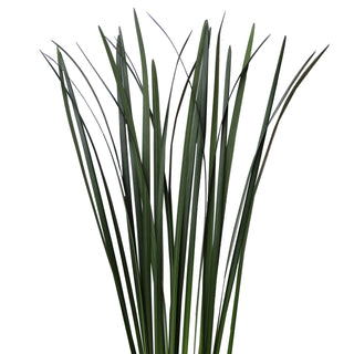 Green Lily Grass Green flowers - fresh-cut flowers by Bloomingmore - ideal for weddings and floral events