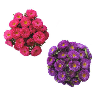 Assorted Color Matsumoto Pink flowers - fresh-cut flowers by Bloomingmore - ideal for weddings and floral events