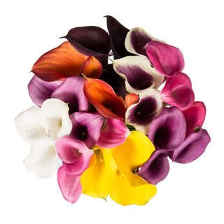Assorted Color Mini Calla Lilies Assorted flowers - fresh-cut flowers by Bloomingmore - ideal for weddings and floral events