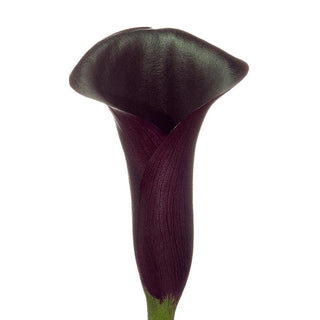 Deep Purple Mini Calla Lilies Purple flowers - fresh-cut flowers by Bloomingmore - ideal for weddings and floral events