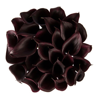 Deep Purple Mini Calla Lilies Purple flowers - fresh-cut flowers by Bloomingmore - ideal for weddings and floral events