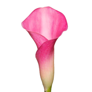 Hot Pink Mini Calla Lilies Pink flowers - fresh-cut flowers by Bloomingmore - ideal for weddings and floral events