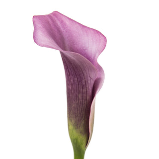 Lavender Mini Calla Lilies Lavender flowers - fresh-cut flowers by Bloomingmore - ideal for weddings and floral events