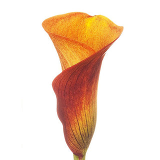 Orange Mini Calla Lilies Orange flowers - fresh-cut flowers by Bloomingmore - ideal for weddings and floral events