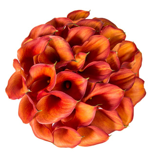 Orange Mini Calla Lilies Orange flowers - fresh-cut flowers by Bloomingmore - ideal for weddings and floral events