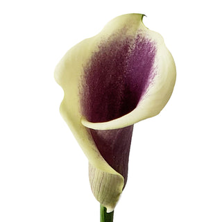 Picasso Mini Calla Lilies Purple flowers - fresh-cut flowers by Bloomingmore - ideal for weddings and floral events