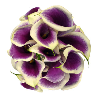 Picasso Mini Calla Lilies Purple flowers - fresh-cut flowers by Bloomingmore - ideal for weddings and floral events