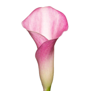 Pink Mini Calla Lilies Pink flowers - fresh-cut flowers by Bloomingmore - ideal for weddings and floral events