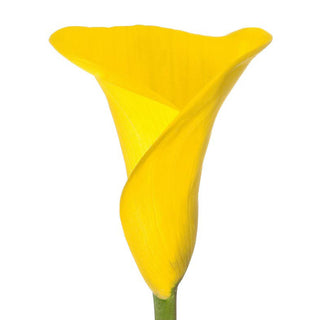 Yellow Mini Calla Lilies Yellow flowers - fresh-cut flowers by Bloomingmore - ideal for weddings and floral events