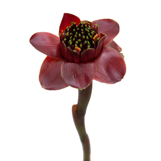 Black Tulip Red flowers - fresh-cut flowers by Bloomingmore - ideal for weddings and floral events