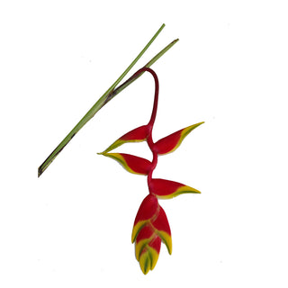 Heliconia Rostrata Red flowers - fresh-cut flowers by Bloomingmore - ideal for weddings and floral events