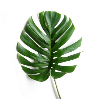 Monstera Deliciosa Small Green flowers - fresh-cut flowers by Bloomingmore - ideal for weddings and floral events