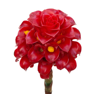 Night Torch Red flowers - fresh-cut flowers by Bloomingmore - ideal for weddings and floral events