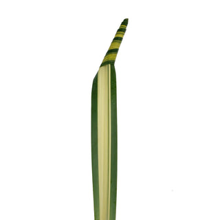 Pandanus Churo Green flowers - fresh-cut flowers by Bloomingmore - ideal for weddings and floral events