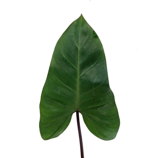 Philodendron Esmeralda Green flowers - fresh-cut flowers by Bloomingmore - ideal for weddings and floral events