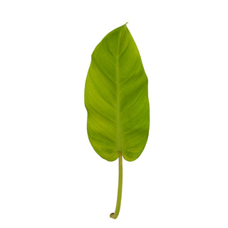 Philodendron Lemon Green flowers - fresh-cut flowers by Bloomingmore - ideal for weddings and floral events