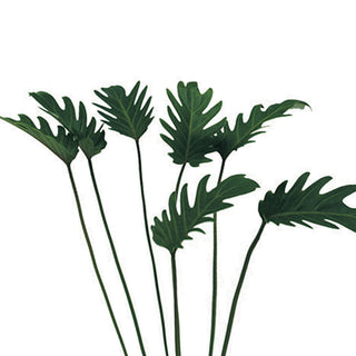 Philodendron Xanadu Green flowers - fresh-cut flowers by Bloomingmore - ideal for weddings and floral events