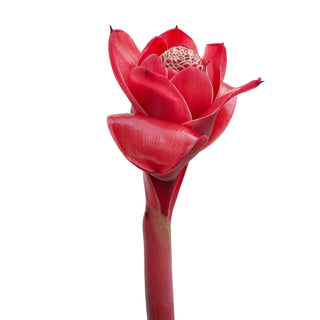 Torch Ginger, Red Red flowers - fresh-cut flowers by Bloomingmore - ideal for weddings and floral events
