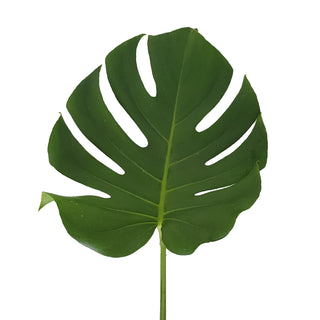 Monstera Leaves Medium Green flowers - fresh-cut flowers by Bloomingmore - ideal for weddings and floral events