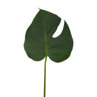 Monstera Leaves  Mini Green flowers - fresh-cut flowers by Bloomingmore - ideal for weddings and floral events