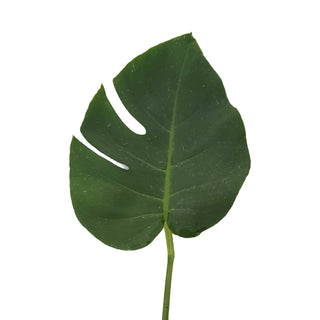 Monstera Leaves Tiny Green flowers - fresh-cut flowers by Bloomingmore - ideal for weddings and floral events