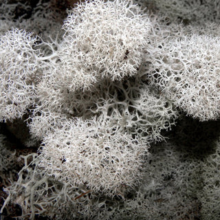 Deerfoot Moss Green flowers - fresh-cut flowers by Bloomingmore - ideal for weddings and floral events