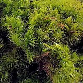 Mood Moss Green flowers - fresh-cut flowers by Bloomingmore - ideal for weddings and floral events