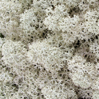 Reindeer Moss Green flowers - fresh-cut flowers by Bloomingmore - ideal for weddings and floral events