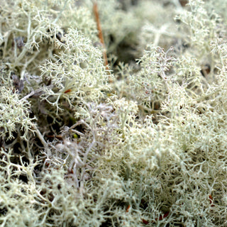 Reindeer Moss Green flowers - fresh-cut flowers by Bloomingmore - ideal for weddings and floral events