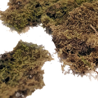 Sheet Moss Green flowers - fresh-cut flowers by Bloomingmore - ideal for weddings and floral events