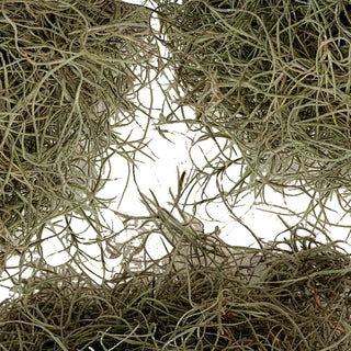 Spanish Moss Green flowers - fresh-cut flowers by Bloomingmore - ideal for weddings and floral events