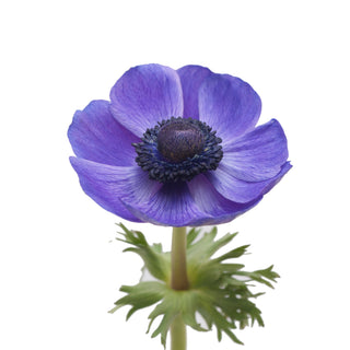 Anemones Blue Blue flowers - fresh-cut flowers by Bloomingmore - ideal for weddings and floral events