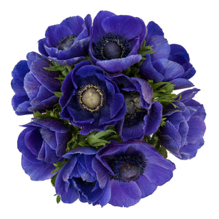 Anemones Blue Blue flowers - fresh-cut flowers by Bloomingmore - ideal for weddings and floral events