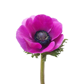 Fucsia Anemones Pink flowers - fresh-cut flowers by Bloomingmore - ideal for weddings and floral events