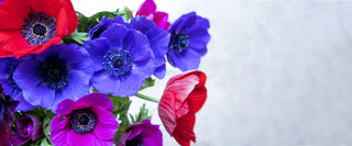 Coral Anemone flower