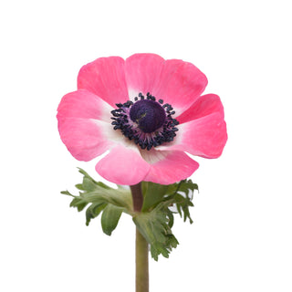 Light Pink Anemones Pink flowers - fresh-cut flowers by Bloomingmore - ideal for weddings and floral events