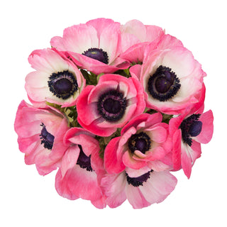 Coral Anemones Pink flowers - fresh-cut flowers by Bloomingmore - ideal for weddings and floral events