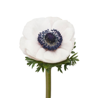 Panda Anemones White flowers - fresh-cut flowers by Bloomingmore - ideal for weddings and floral events