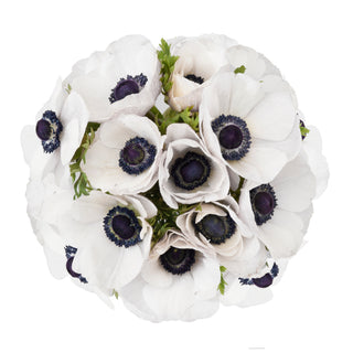 Panda Anemones White flowers - fresh-cut flowers by Bloomingmore - ideal for weddings and floral events