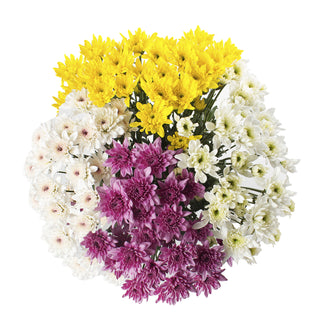 Assorted Natural Pompom Cushion Green flowers - fresh-cut flowers by Bloomingmore - ideal for weddings and floral events