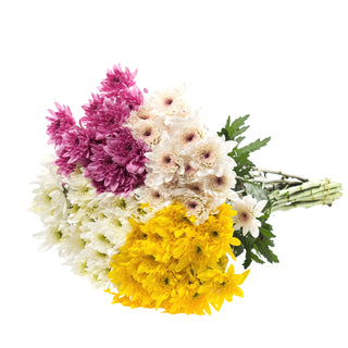 Assorted Natural Pompom Cushion Green flowers - fresh-cut flowers by Bloomingmore - ideal for weddings and floral events