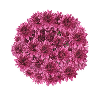 Pink Natural Pompom Cushion Pink flowers - fresh-cut flowers by Bloomingmore - ideal for weddings and floral events