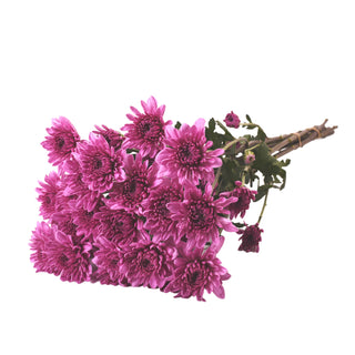 Pink Natural Pompom Cushion Pink flowers - fresh-cut flowers by Bloomingmore - ideal for weddings and floral events