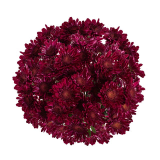 Purple Natural Pompom Cushion Purple flowers - fresh-cut flowers by Bloomingmore - ideal for weddings and floral events