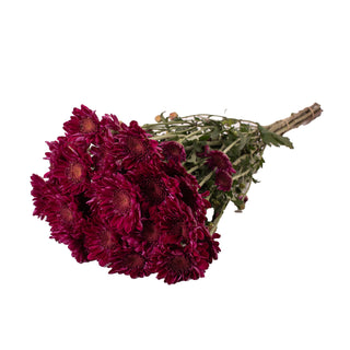 Purple Natural Pompom Cushion Purple flowers - fresh-cut flowers by Bloomingmore - ideal for weddings and floral events